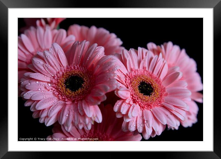 Gerbera Framed Mounted Print by Tracy Hall