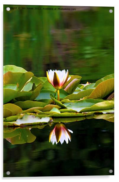 Waterlily reflections Acrylic by Jim Jones