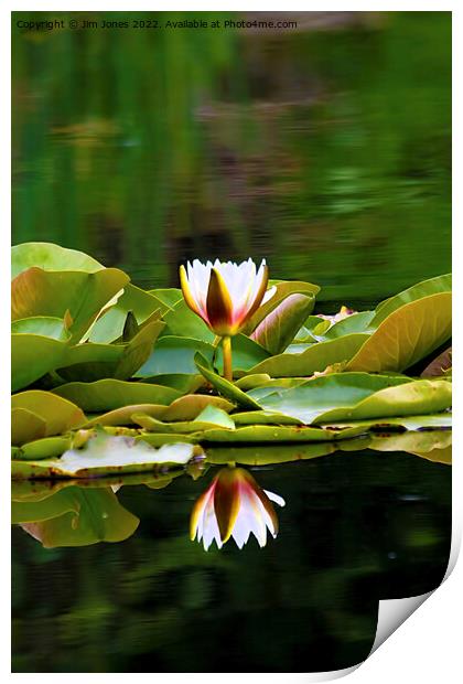 Waterlily reflections Print by Jim Jones