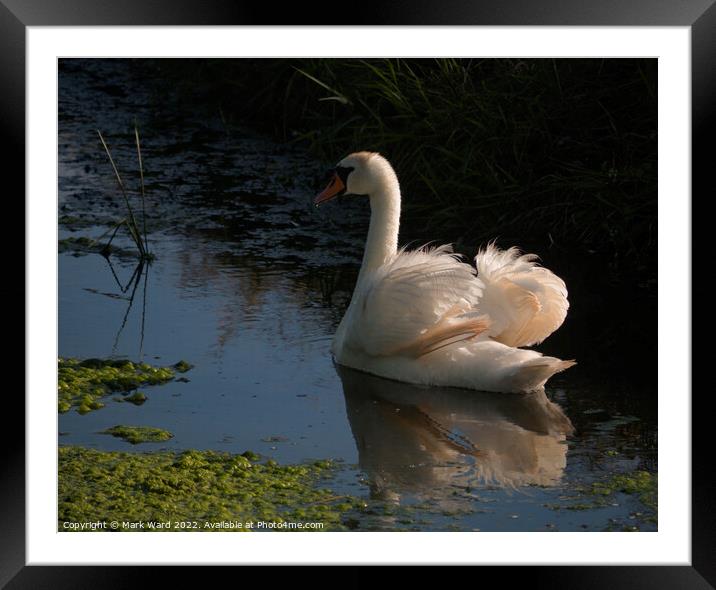 Evening Swan Framed Mounted Print by Mark Ward