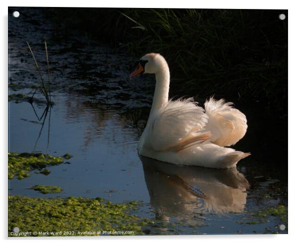 Evening Swan Acrylic by Mark Ward