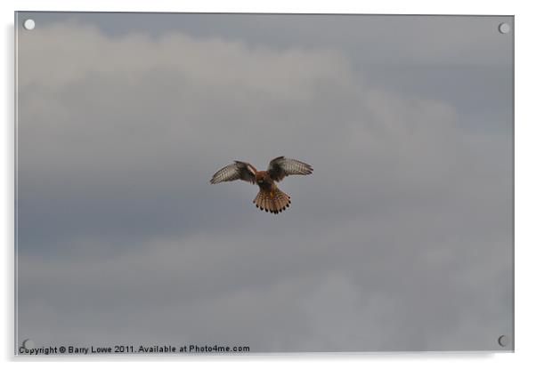 Kestrel hovering Acrylic by Barry Lowe