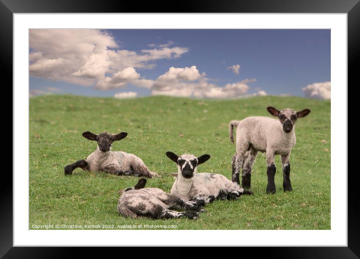 Black and White Lambs Framed Mounted Print by Christine Kerioak