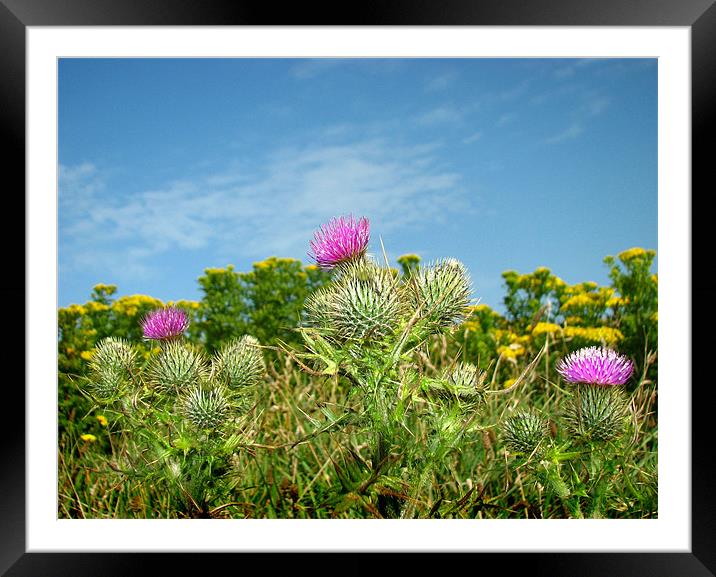 Bull Thistle. Carduus. Framed Mounted Print by paulette hurley
