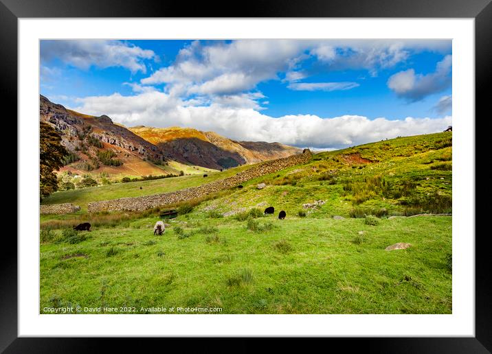Lake District Sheep Framed Mounted Print by David Hare