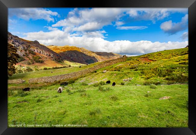 Lake District Sheep Framed Print by David Hare