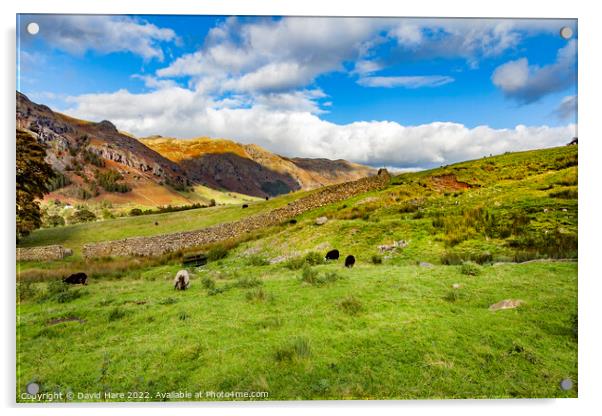 Lake District Sheep Acrylic by David Hare