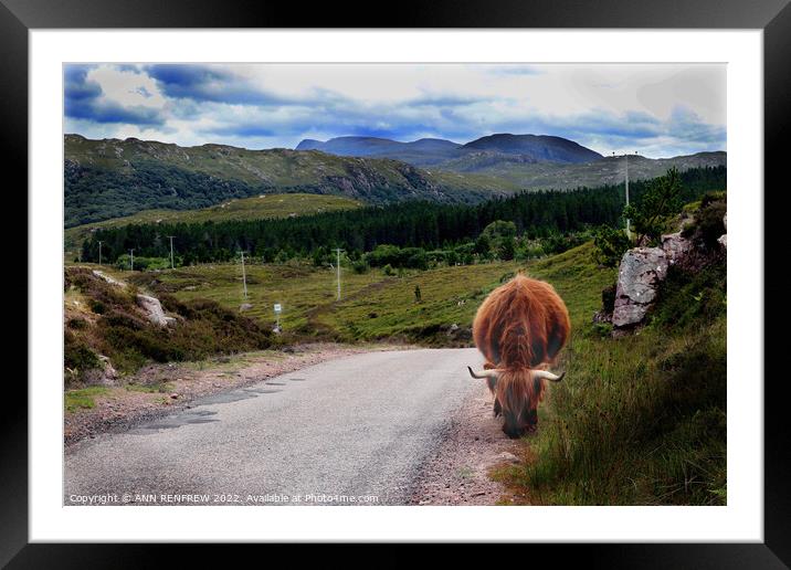 Highland coo  Framed Mounted Print by ANN RENFREW