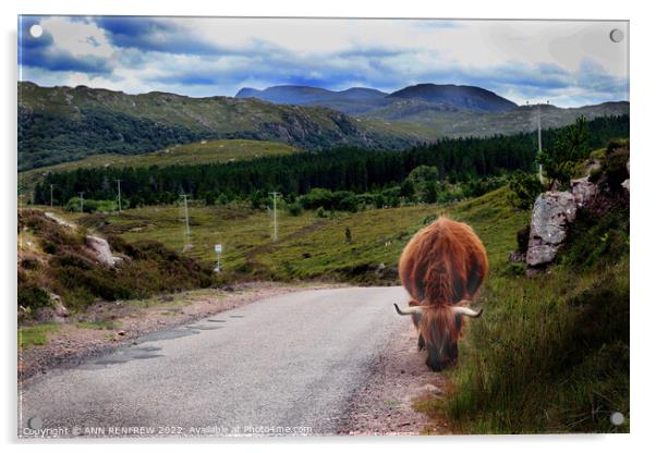 Highland coo  Acrylic by ANN RENFREW