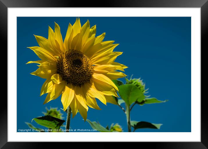 Summer Sunflower Framed Mounted Print by Angelo DeVal