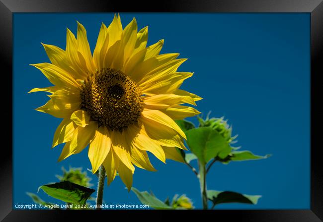 Summer Sunflower Framed Print by Angelo DeVal