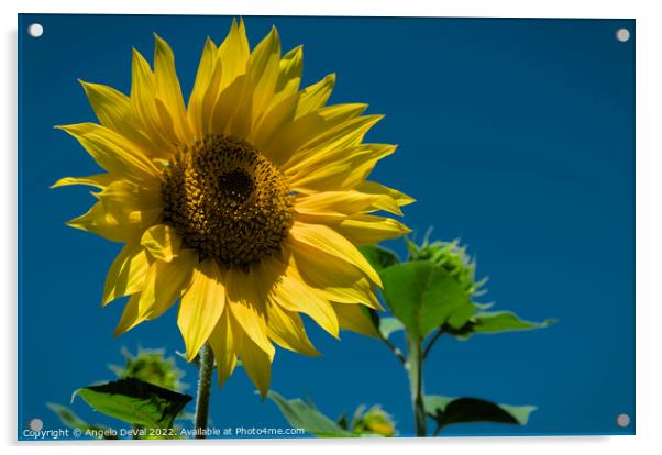 Summer Sunflower Acrylic by Angelo DeVal