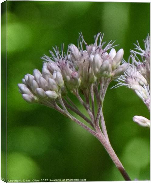 Delicate Beauty in Canadian Wildflower Canvas Print by Ken Oliver