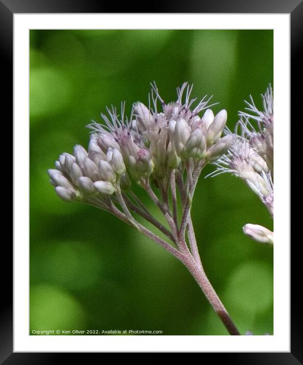 Delicate Beauty in Canadian Wildflower Framed Mounted Print by Ken Oliver