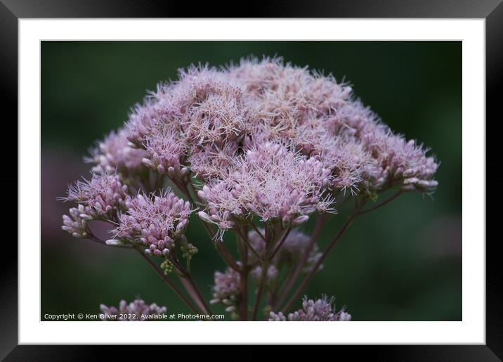 A Delicate Dance of Spotted Beauty Framed Mounted Print by Ken Oliver