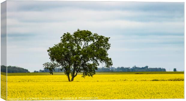 Lone Tree in Canola Field Canvas Print by STEPHEN THOMAS