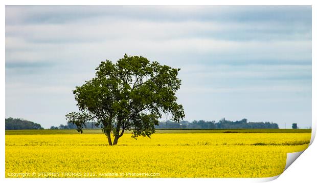 Lone Tree in Canola Field Print by STEPHEN THOMAS