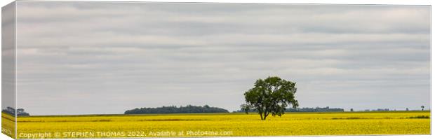 Lone Tree in Canola Field - panorama Canvas Print by STEPHEN THOMAS