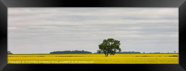 Lone Tree in Canola Field - panorama Framed Print by STEPHEN THOMAS