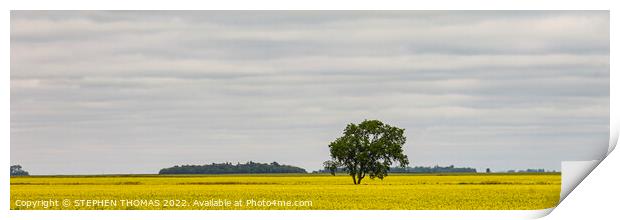 Lone Tree in Canola Field - panorama Print by STEPHEN THOMAS