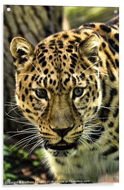 Amur Leopard Acrylic by Matthew Bates