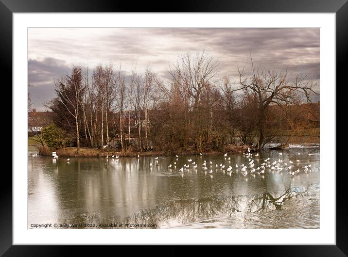 Seagulls on frozen pond Framed Mounted Print by Sally Wallis