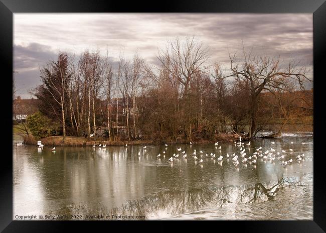 Seagulls on frozen pond Framed Print by Sally Wallis