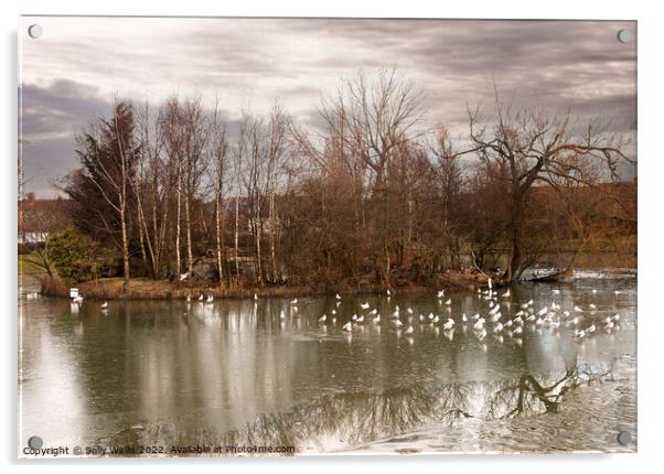 Seagulls on frozen pond Acrylic by Sally Wallis