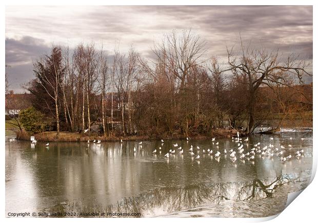 Seagulls on frozen pond Print by Sally Wallis