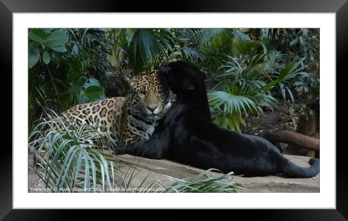 Majestic Jaguar Pair Framed Mounted Print by Mark Chesters