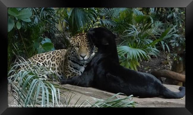 Majestic Jaguar Pair Framed Print by Mark Chesters