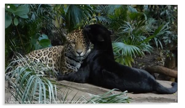 Majestic Jaguar Pair Acrylic by Mark Chesters