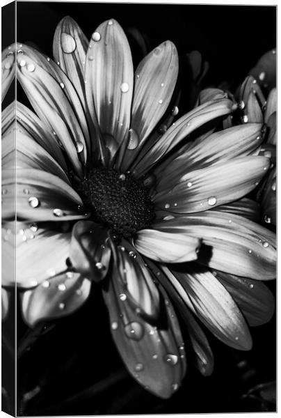 Flower Canvas Print by Amy Bowser
