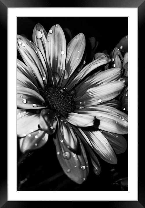 Flower Framed Mounted Print by Amy Bowser
