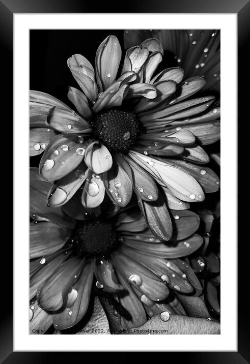 Flowers Framed Mounted Print by Amy Bowser