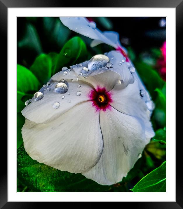 Plant flower Framed Mounted Print by Amy Bowser