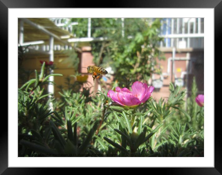 Bee and flower Framed Mounted Print by Ali asghar Mazinanian