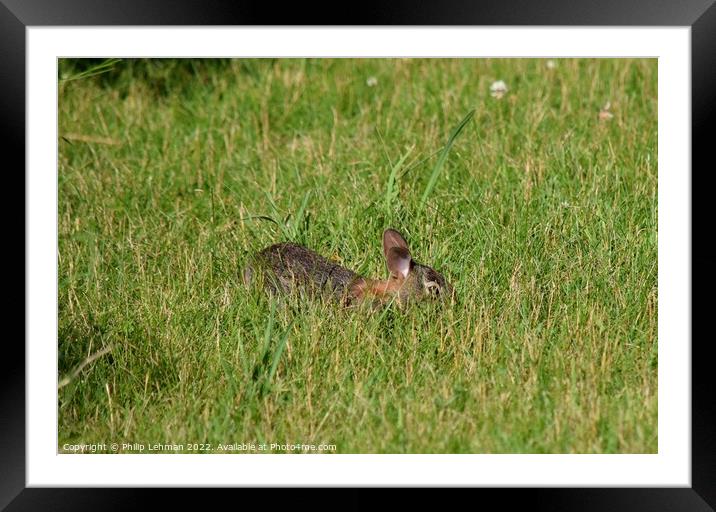 Rabbit Badger Prairie (1A) Framed Mounted Print by Philip Lehman