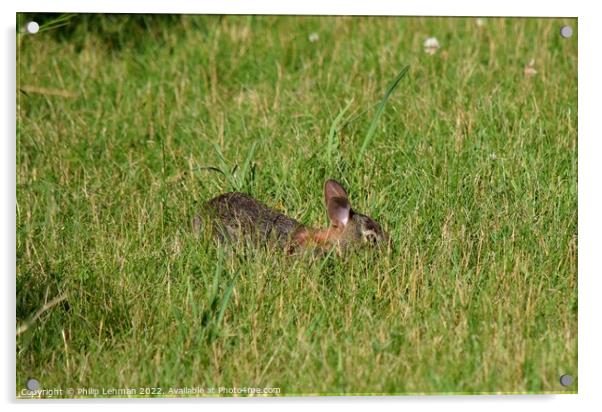 Rabbit Badger Prairie (1A) Acrylic by Philip Lehman