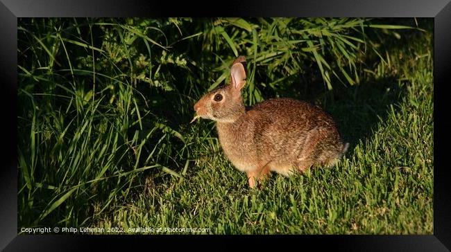 Wild Rabbit  (3A) Framed Print by Philip Lehman