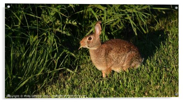 Wild Rabbit  (3A) Acrylic by Philip Lehman