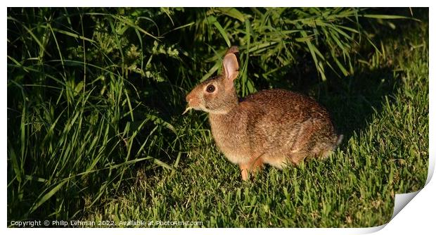 Wild Rabbit  (3A) Print by Philip Lehman