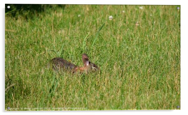 Rabbit Badger Prairie (3A) Acrylic by Philip Lehman