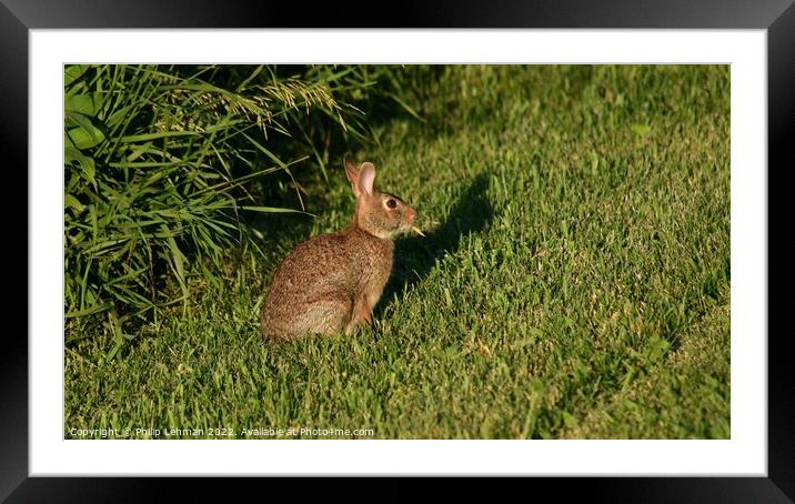 Wild Rabbit  (1A) Framed Mounted Print by Philip Lehman