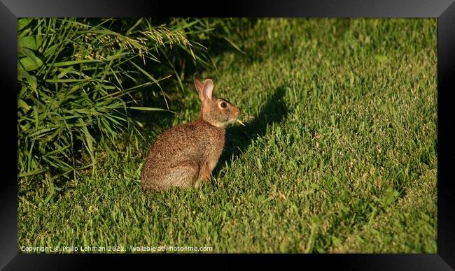 Wild Rabbit  (1A) Framed Print by Philip Lehman