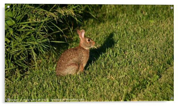 Wild Rabbit  (1A) Acrylic by Philip Lehman
