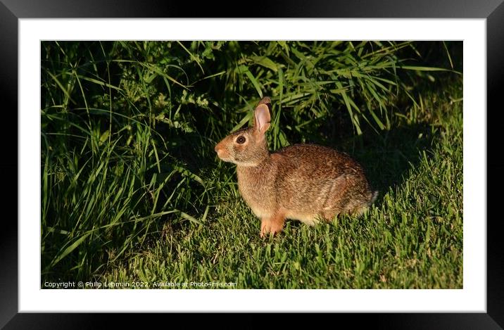 Wild Rabbit  (6A) Framed Mounted Print by Philip Lehman