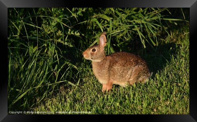 Wild Rabbit  (6A) Framed Print by Philip Lehman