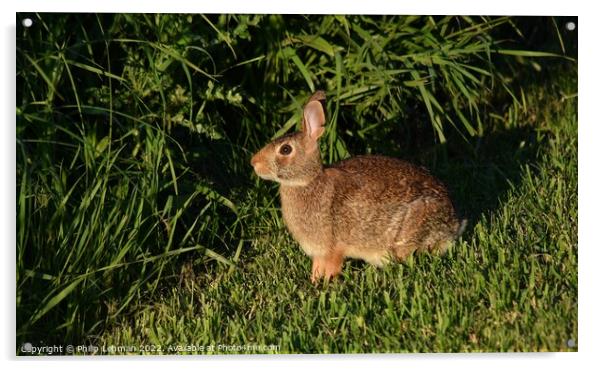 Wild Rabbit  (6A) Acrylic by Philip Lehman
