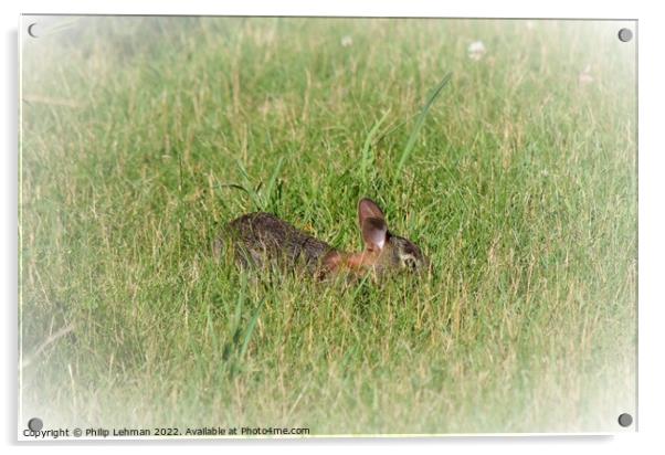 Rabbit Badger Prairie (1B) Acrylic by Philip Lehman